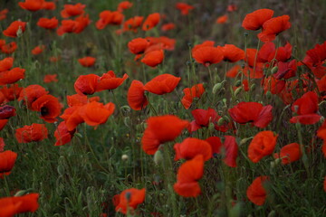 Red poppies fields