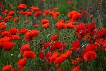 Red poppies fields