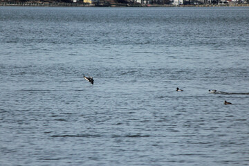 Fototapeta premium Scaup Duck