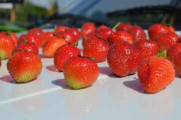 Truskawka Polska , Bez nawozów ,Ekologiczna truskawka ,Truskawka słodka ,strawbery, owoc, jedzenie, czerwień, swiezy, jagoda, strawbery, dojrzałe, słodki, zdrowa, deser,  zdrowa ekologia ,naturalna ,