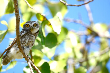 owl on a branch