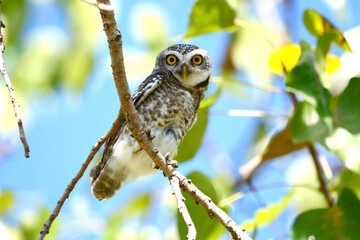 owl on a branch