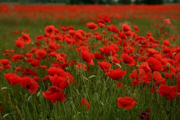 Red poppies fields
