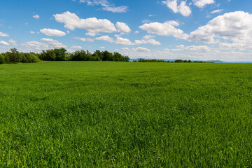 Green wheat field on blue sky background