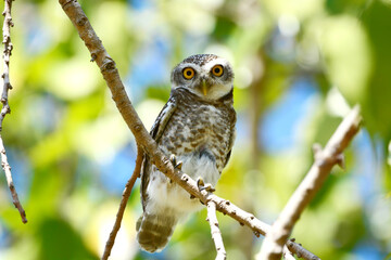 owl on a branch