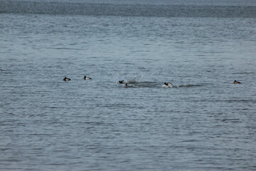 Fototapeta premium Scaup Duck