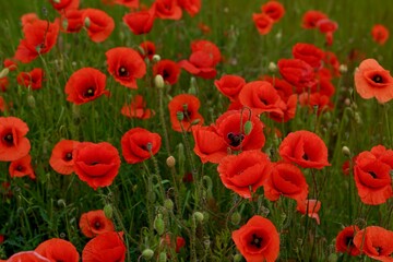 Red poppies fields