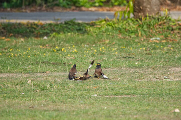 bird on a grass