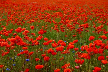 Fototapeta premium Red poppies fields