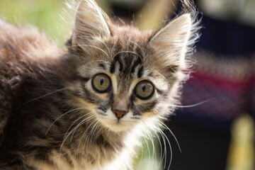 Portrait of a small kitten on the street. Cat on a walk in the yard in the city. With a scared look. Surprise.