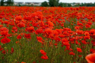 Red poppies fields