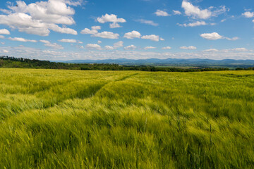 Fototapeta premium Panoramic rural landscape with idyllic vast green barley fields on hills and trails as lines leading to trees on the horizon, with deep blue sky and fluffy white clouds