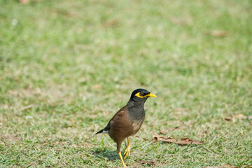 Obraz premium bird on a grass
