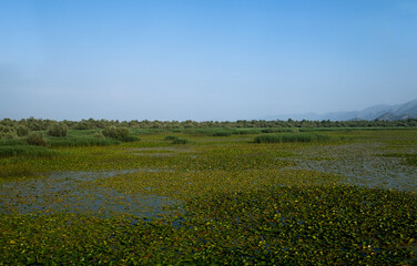 Fototapeta premium Skadar Lake - a National Park in Montenegro