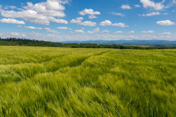 Panoramic rural landscape with idyllic vast green barley fields on hills and trails as lines leading to trees on the horizon, with deep blue sky and fluffy white clouds