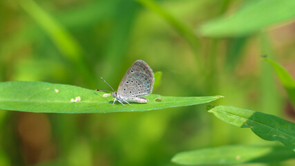 The green leaf of the vegetable has butterflies on the island