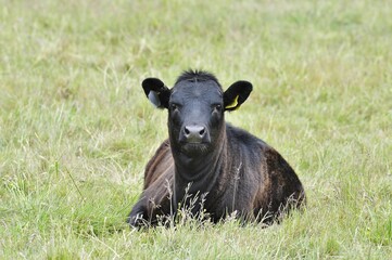Black cow lay down in a field of grass.