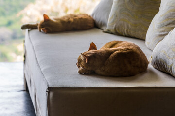 dramatic image of a resting orange tabby cat on a sofa with another in the background.