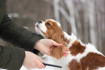 Cavalier King Charles Spaniel on the background of a winter forest. Portrait of a dog with beautiful fur on a cold winter day. Small dog in nature. Comb the hair on the ears.