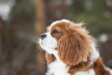 Cavalier King Charles Spaniel on the background of a winter forest. Portrait of a dog with beautiful fur on a cold winter day. Small dog in nature.