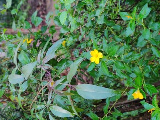 small yellow flower