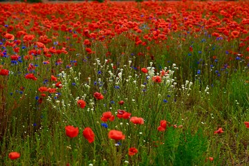 Red poppies fields
