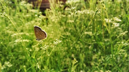 A butterfly in the garden parsley(Dhaniya field) field. Sunlight of the morning makes it more beautiful