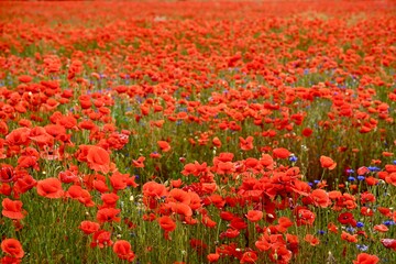 Red poppies fields