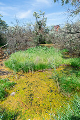 the river in the forest