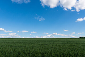 Fototapeta premium Panoramic rural landscape with idyllic vast green barley fields on hills and trails as lines leading to trees on the horizon, with deep blue sky and fluffy white clouds