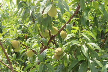 桃の木　桃の実