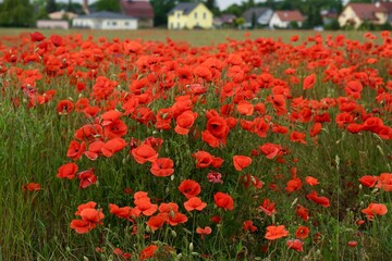 Red poppies fields