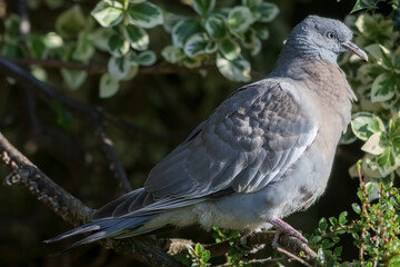Juvenile woodpigeon. Close-up of a garden bird. Wood Pigeon in profile.