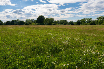 Fototapeta premium Landscape in summer: Green grass and trees under blue sky and white clouds