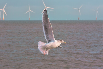 Clean energy. Seagull infront of wind farm turbines. Nature conservation image representing freedom and alternative lifestyle.
