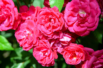 purple rose flowers close up image , natural perfume  background