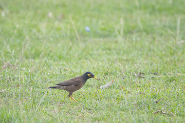 bird on a ground