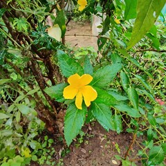 flower in the garden