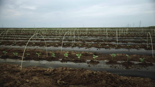 Intercropping field of cucumber. Beautiful landscape of agricultural field.