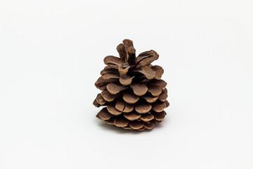 pine cone on a white background