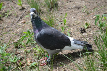 Gołąb pocztowy , rasowy gołąb , szlachetny gołąb ,ptactwo, gołąb, gołąb, zwierzak, charakter, dzika natura, gras, belfer, czarna, ptactwo, zieleń, grej, pierze, pierze, dzika, park, grej, skrzydła,