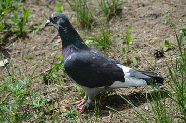 Gołąb pocztowy , rasowy gołąb , szlachetny gołąb ,ptactwo, gołąb, gołąb, zwierzak, charakter, dzika natura, gras, belfer, czarna, ptactwo, zieleń, grej, pierze, pierze, dzika, park, grej, skrzydła,