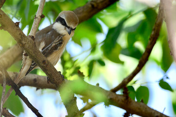 bird on a branch