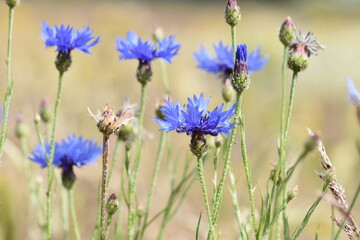 Fototapeta premium Wild flowers in the field.