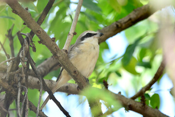 Obraz premium bird on a branch
