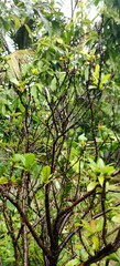 green leaves in the forest