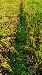 Mature rice plants in a paddy field, the harvesting to be done shortly.