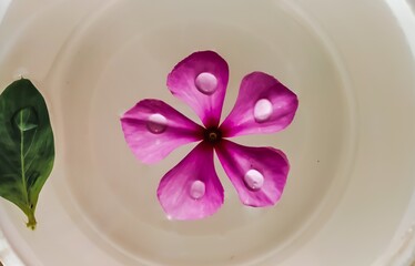 Medagaskar periwinkle flower in water. It is also known as sandhya malati in bengali