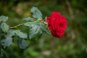 red rose in garden