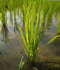 Fototapeta premium Rice plants in the paddy farm. Rice is a tropical climate crop that can grow from sea level to an altitude of 3000 meters.